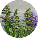 Stéphanie V profile picture